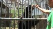 Maisto trūkumo kamuojamoje Venesueloje zoologijos soduose nugaišo apie 50 gyvūnų
