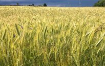 Mano vaikystė kaimas arba kodėl didžiuojuosi savo šalimi