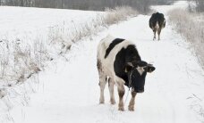 Žiema įsitvirtina: snigs ir šals