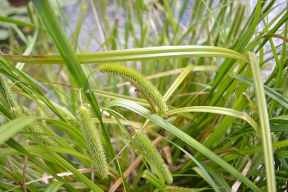 Šiurkščioji viksva (Carex pseudocyperus) savaime auga šalia vandens telkinių, jos puošnios varputės gali papuošti drėgnų vietų gėlynus.