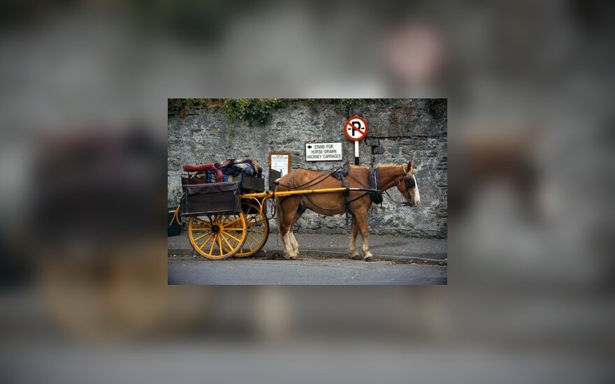Arklys rėžėsi į autobusą – sužeistos 5 moterys