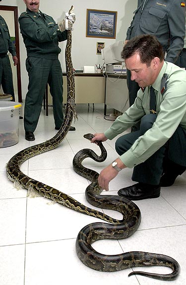 Didžiulis smauglys