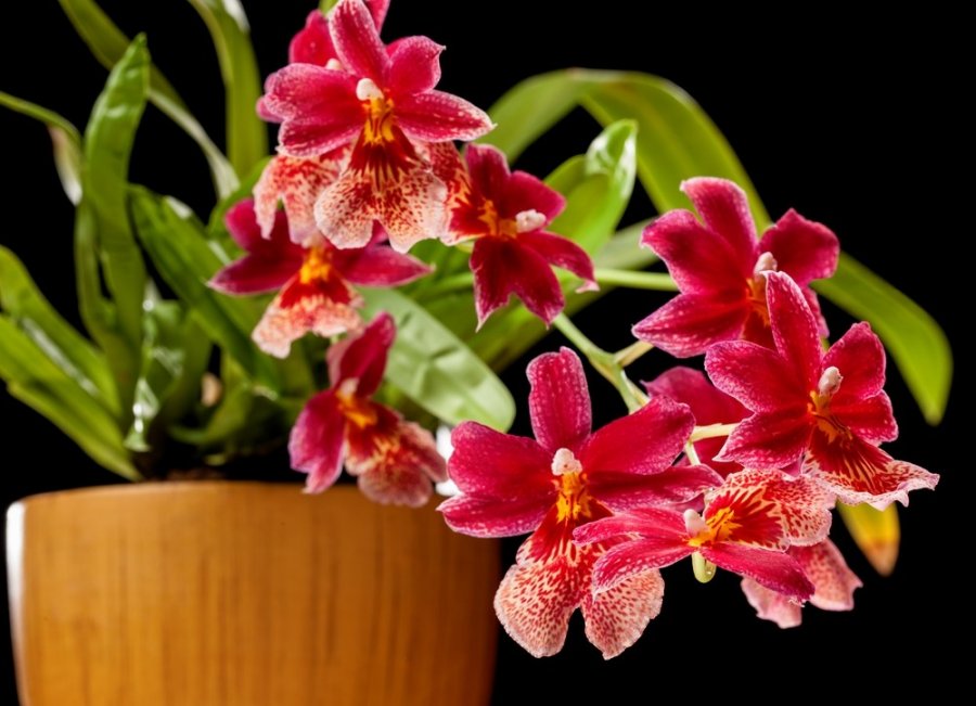 Orchidėjų rūšys