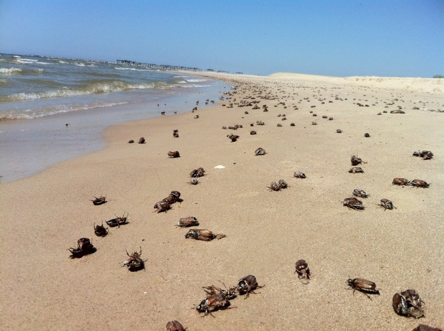 С литовских пляжей уберут 80 тонн дохлых жуков - фото 1