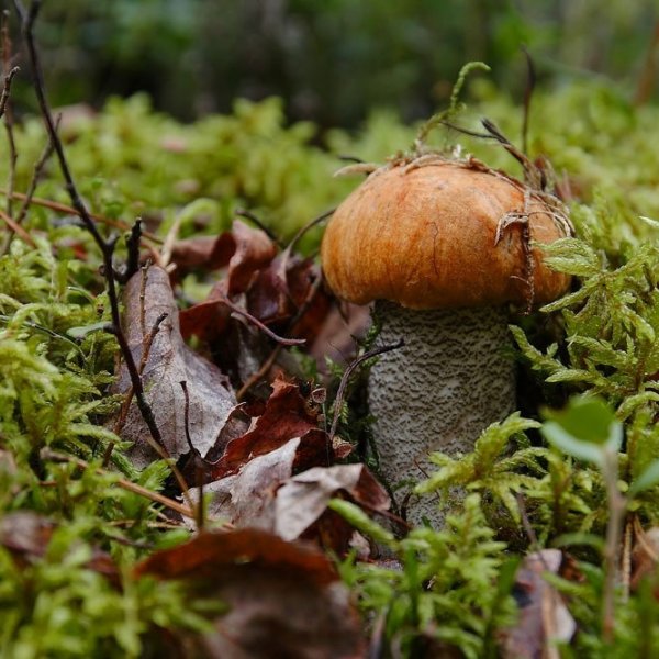 http://g2.dcdn.lt/images/pix/raudonvirsis-68645556.jpg