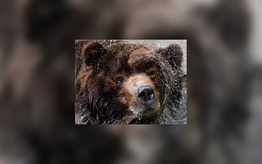 Голодные медведи терроризируют жителей Камчатки