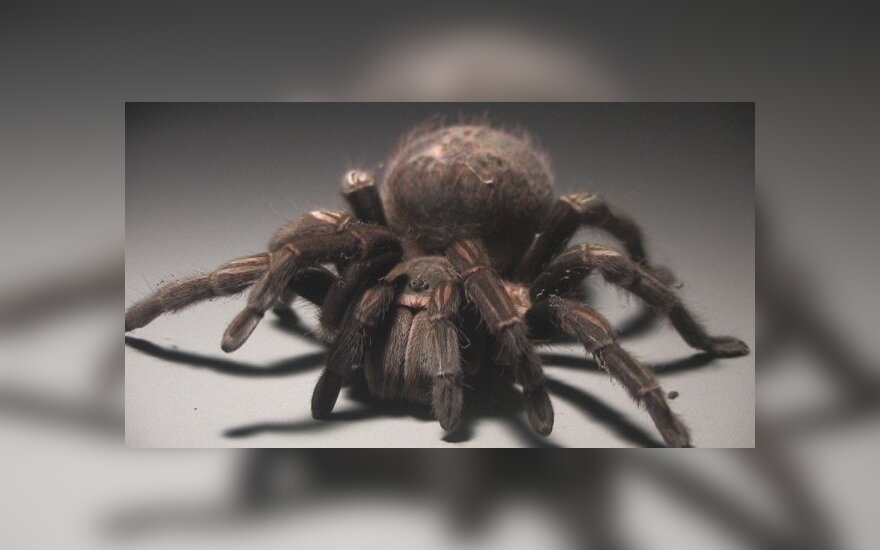 Białoruś: Tarantule osiedliły się na południu kraju