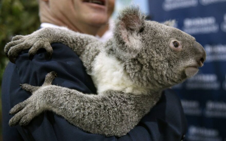Сотни коал истребили в Австралии по приказу властей