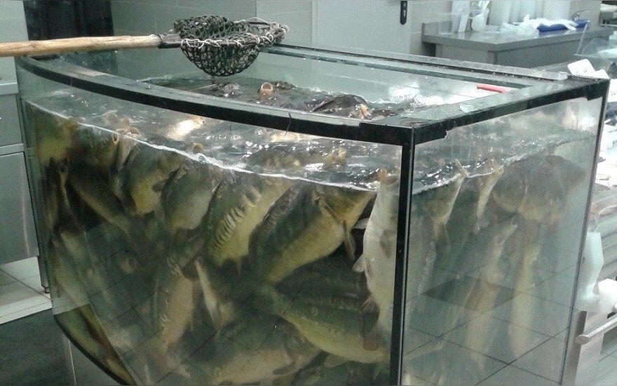 Skaitytojai pagailo akvariume laikytų karpių