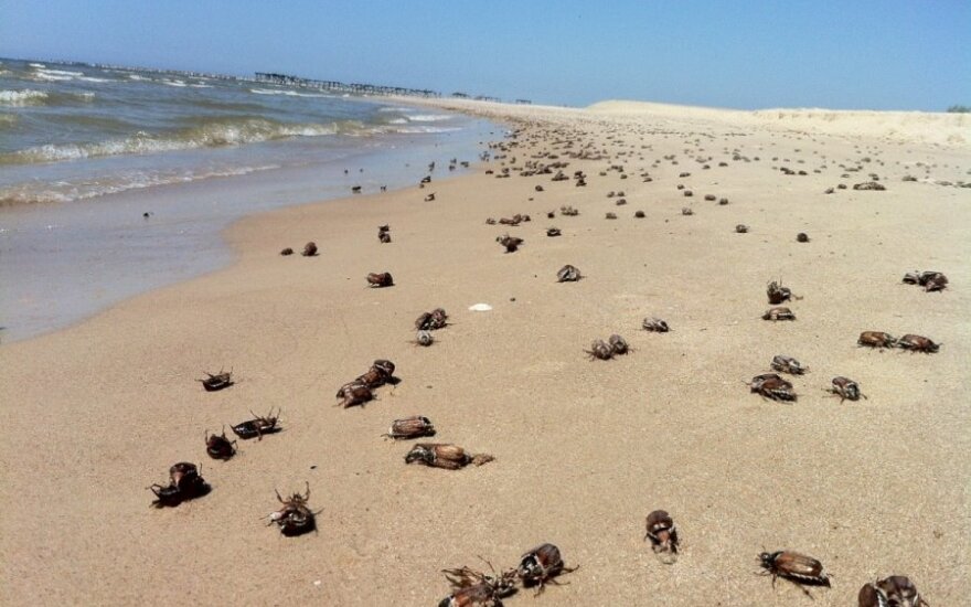 С пляжей Литвы убирают 80 тонн дохлых жуков