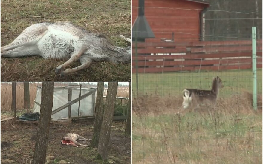 Kaišiadorių rajone gyventojus gąsdina suįžūlėję vilkai. 