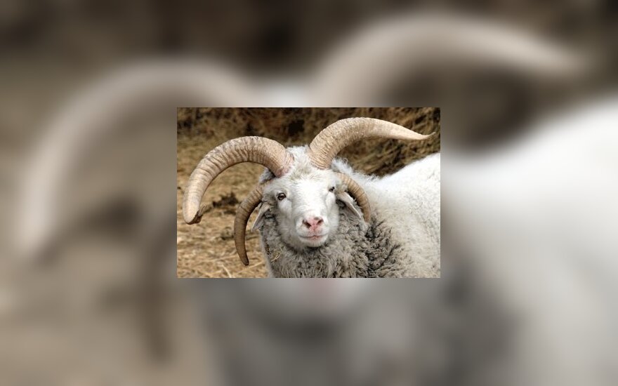 Avis su keturiais ragais buvo rasta vienoje Kinijos provincijos fermoje. Gyvūnui šiuo metu dveji metai. Kai šeimininkai suprato, jog avis bus ypatinga, su keturiais ragais, jai buvo tik ketveri mėnesiai.