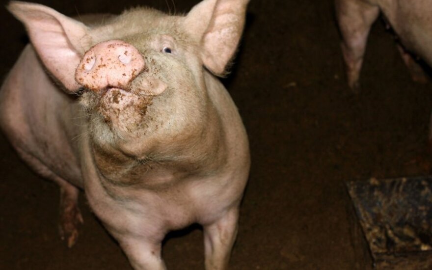 Беларусь снова ограничила ввоз свинины из Литвы