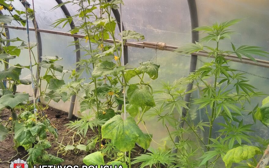 В Лентварисе между помидорами и огурцами росла конопля