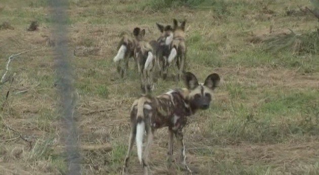 Pietų Afrikoje į Draustinį Isleisti Nykstantys Laukiniai Sunys Delfi Tv