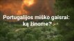 Portugalijos miško gaisrai: svarbiausi faktai apie šalį ištikusią tragediją
