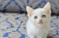 Ką daryti, kad žmonės provincijoje žiauriai neatsikratytų kačiukų ir šuniukų