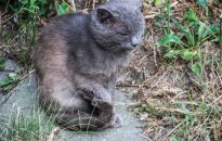 Išmestas naminis katinas tapo gatvės katinų kovų auka