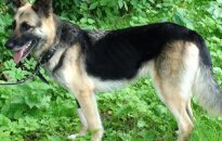 Jauna, gyvybinga ir žaisminga kalytė Vika ieško namų