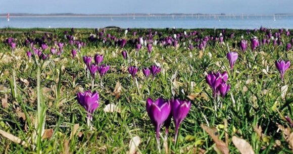 The first crocuses bloomed in Juodkrante: soon up to 160 thousand people will exhale.  sea ​​of ​​flowers