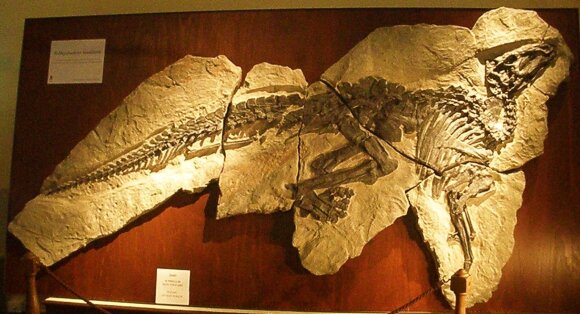 Šie skeletai – Tethyshadros insularis rūšies dinozaurų, jie – didžiausi ir puikiausiai išsilaikę skeletai. Wikipedia nuotr.