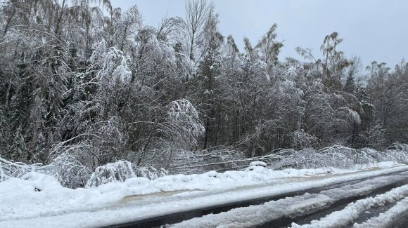 This was not the case for a long time: snow fell in Lithuania, trees broke again