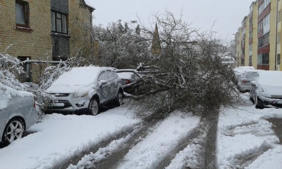 This was not the case for a long time: snow fell in Lithuania, the trees broke again