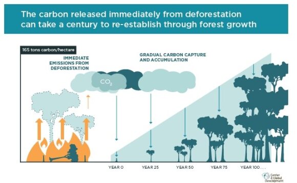 Tam, kad panaikintų CO2, paleistą į atmosferą naikinant miškus, naujas miškas užtruktų šimtmetį