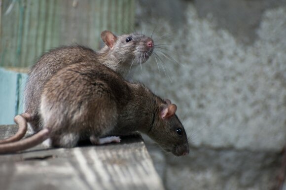 Rodents are invading facilities: a bug expert trying to fight them