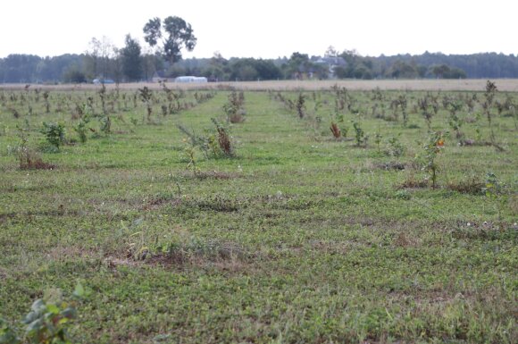 Hazelnut plantation Laurynas Samoshka