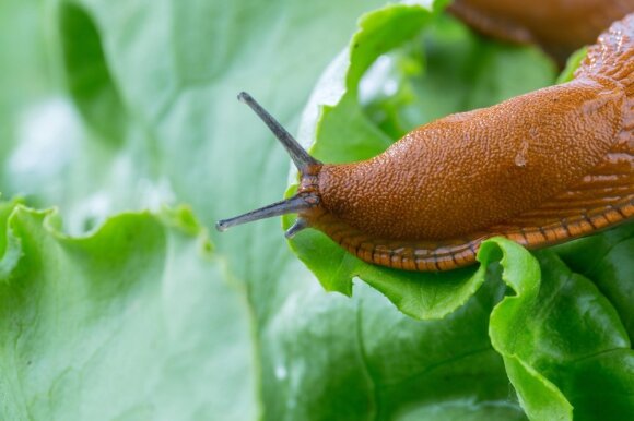 Invasive slug damage to garden plants