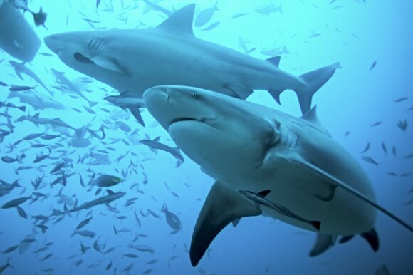 Some sharks are in danger of extinction.