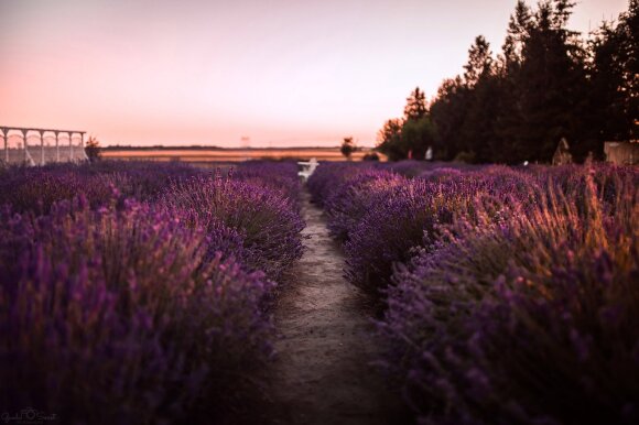 The enchanting lavender fields are once again waiting for visitors to be greeted with two pieces of news.