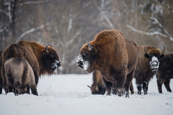 Kėdainiai found a new place for bison