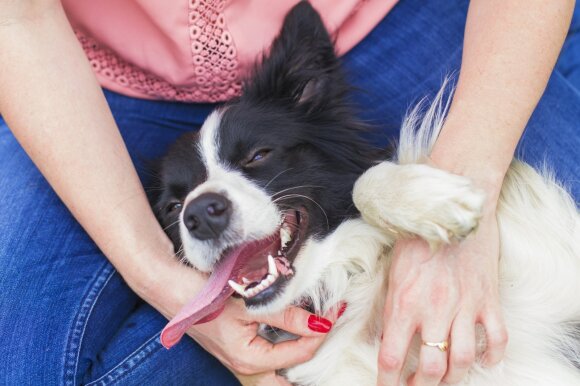 The hostess caresses her pet