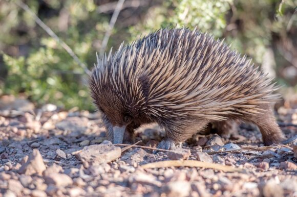 Echidna