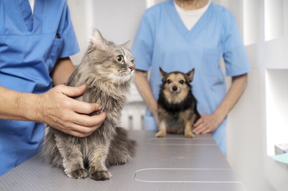 Augintiniai pas veterinarijos gydytojus