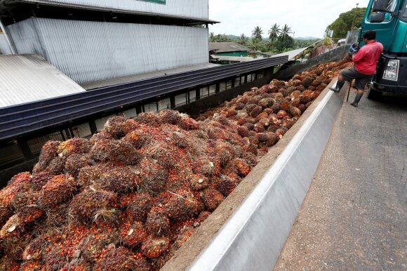 Palm oil