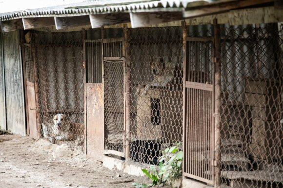 The volunteers who rescued the animals from gloomy captivity were surprised by the reaction of the villagers: they insulted us and whistled