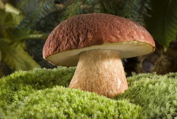 The forests are full of fungi: experts have identified the most beneficial species for health.