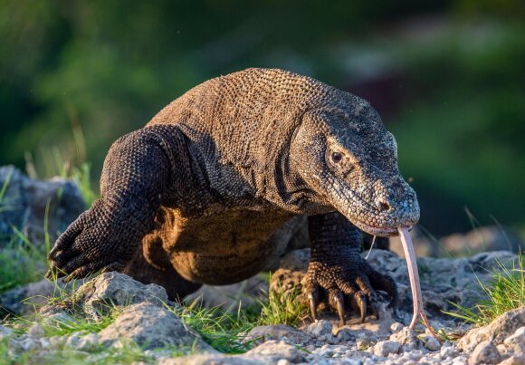 The Komodo dragon was in danger of extinction.