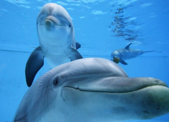 Delfinai mėgsta bendrauti su žmonėmis