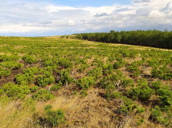 Replanted mountain pines