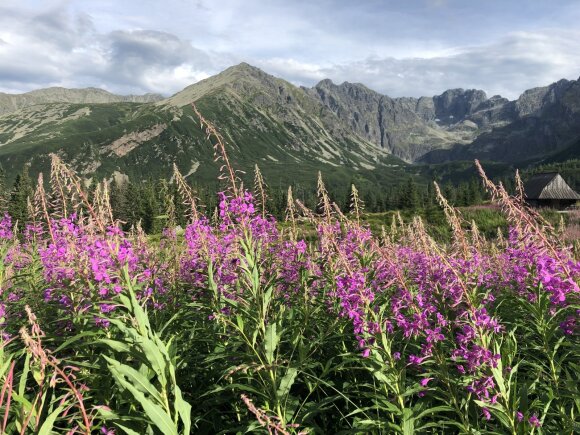 Gauromet in the Tatra Mountains