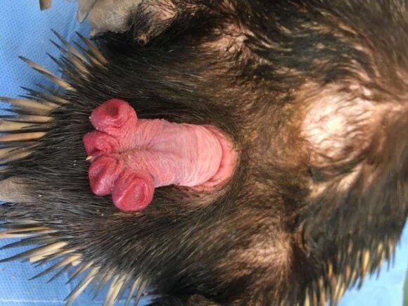 Male penis of four-headed echidna.  Photo by Jane Fenelon / University of Melbourne