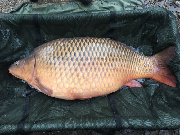 Pagerintas Lietuvos karpio rekordas - didžiulė žuvis svėrė beveik 28 kg