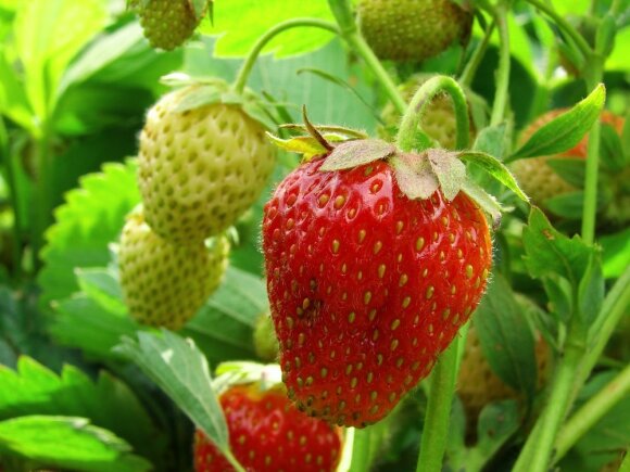 strawberries