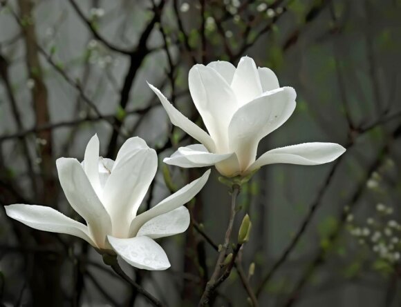 Magnolia