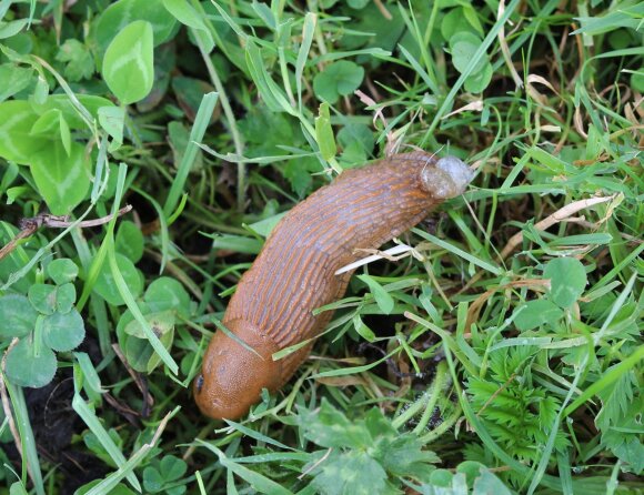 Invasive slug damage to garden plants