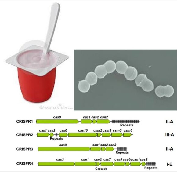 1 pav. Jogurto gamyboje naudojamos Streptococcus thermophilus DGCC7710 bakterijos sudaro sulankstytą grandinę (gr. streptococcus) primenančias kolonijas. Šiose bakterijose yra keturios skirtingos CRISPR-CAS sistemos, kurios padeda bakterijoms apsisaugoti